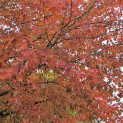Location: Downingtown, Pennsylvania
Date: 2018-11-02
fall foliage