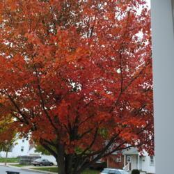 Location: Downingtown, Pennsylvania
Date: 2015-10-27
fall foliage