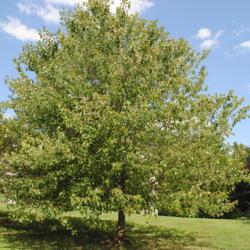Location: Wayne, Pennsylvania
Date: 2010-08-26
maturing tree in lawn