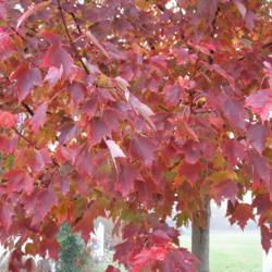 Location: Downingtown, Pennsylvania
Date: 2007-11-14
fall foliage
