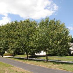 Location: Wayne, Pennsylvania
Date: 2010-08-26
line of street trees