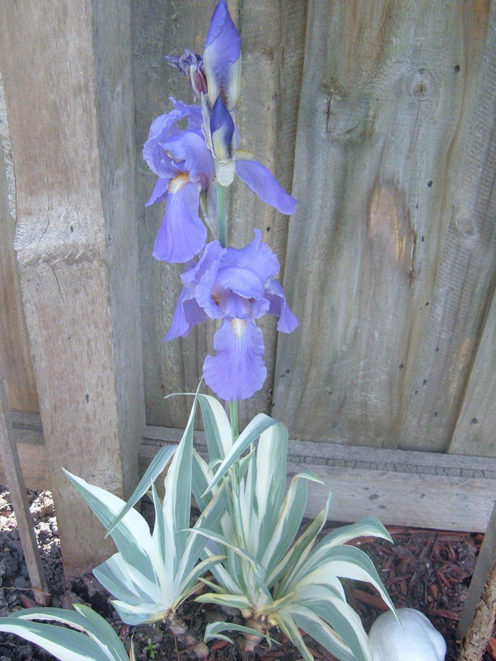Photo of Species Iris (Iris pallida 'Argentea') uploaded by PaulaHocking