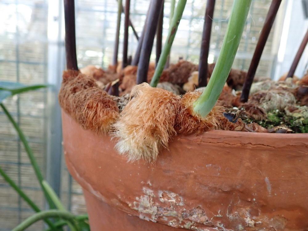 Photo of Cabbage Palm Fern (Phlebodium aureum) uploaded by gardengus