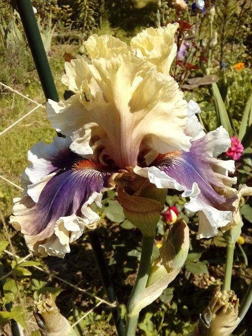 Photo of Tall Bearded Iris (Iris 'Smoke and Thunder') uploaded by irinafed