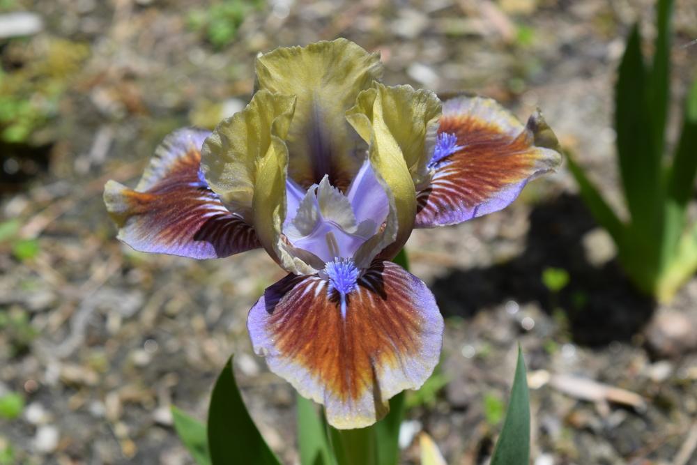 Photo of Standard Dwarf Bearded Iris (Iris 'Rainbow Rim') uploaded by Dachsylady86