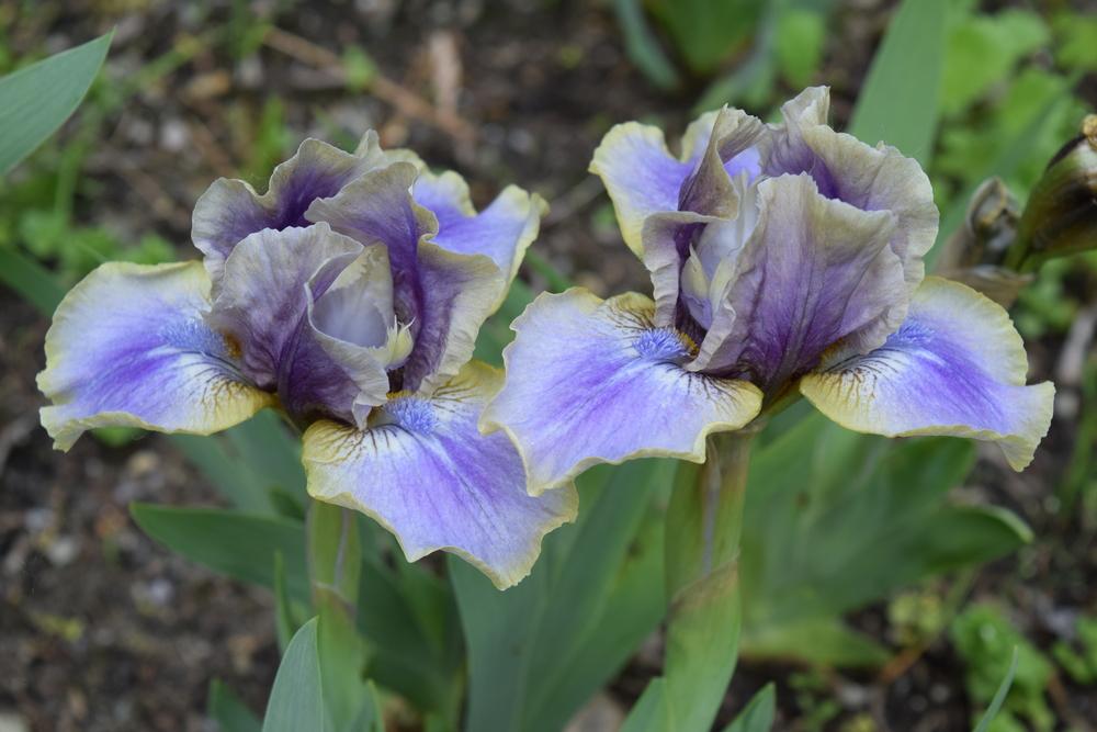 Photo of Standard Dwarf Bearded Iris (Iris 'Celtic Faerie') uploaded by Dachsylady86