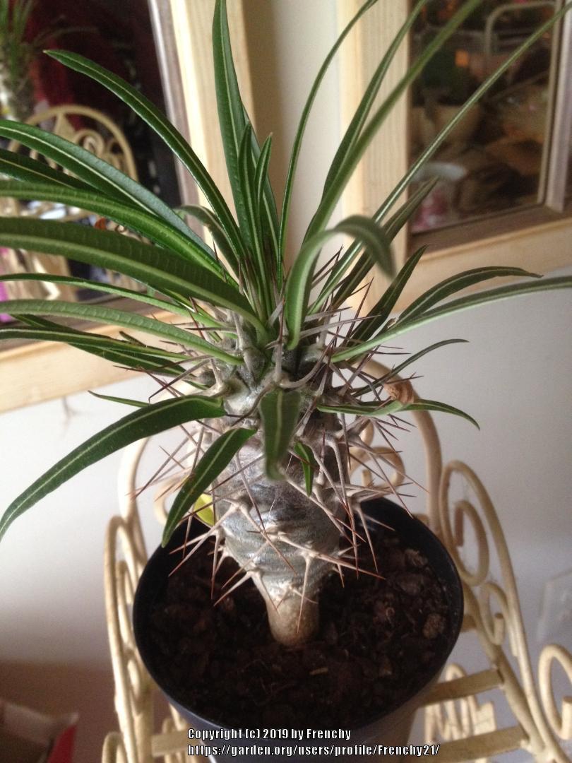 Photo of Madagascar Palm (Pachypodium lamerei) uploaded by Frenchy21
