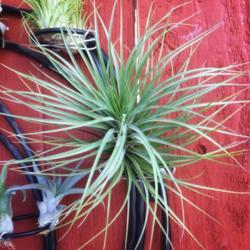 Location: Coastal San Diego County 
Date: 2019-07-31
Large form of Stricta