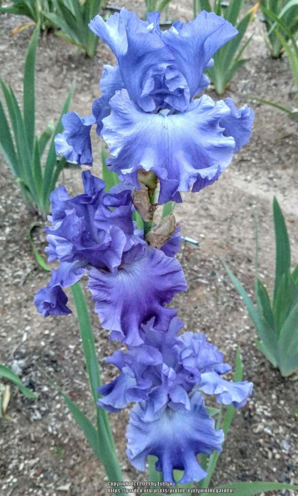 Photo of Tall Bearded Iris (Iris 'Yaquina Blue') uploaded by evelyninthegarden