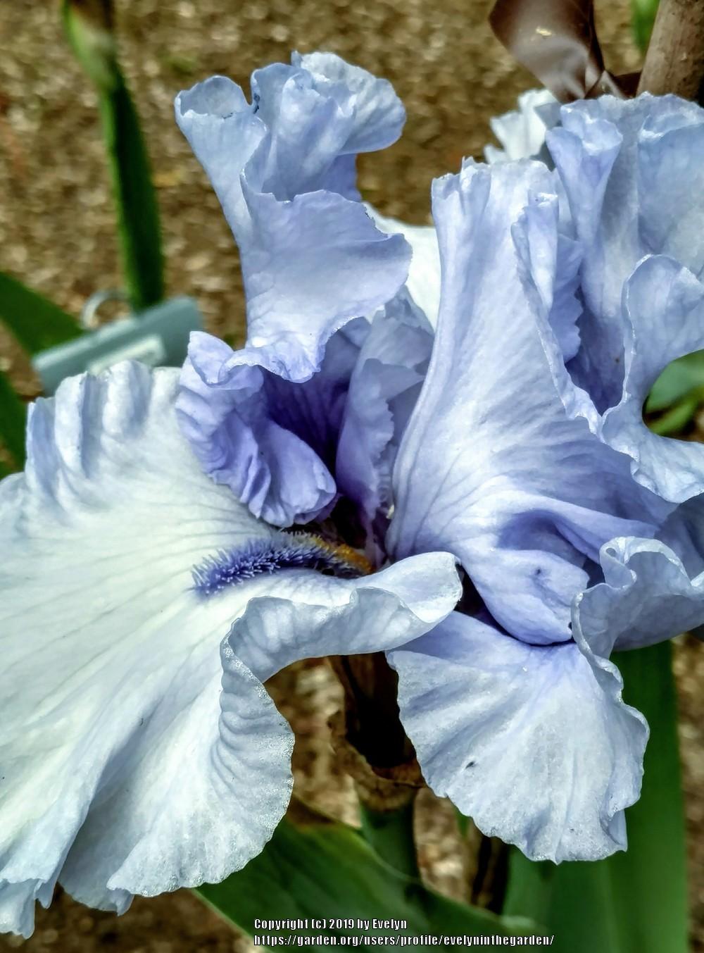 Photo of Tall Bearded Iris (Iris 'Blue Trill') uploaded by evelyninthegarden