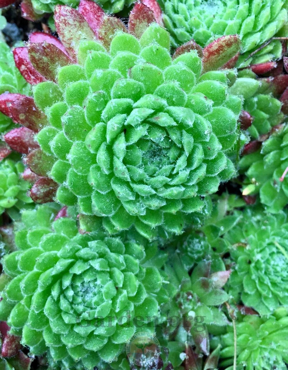 Photo of Hen and Chicks (Sempervivum 'Spring') uploaded by springcolor