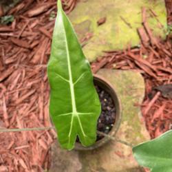 Location: My greenhouse, Florida
Date: 2019-08-03
This plant has been dormant for about 8 years, and just re-emerge