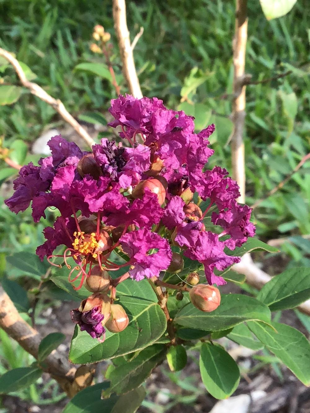 Photo of Crepe Myrtle (Lagerstroemia 'Purple Magic') uploaded by MissTwiggy