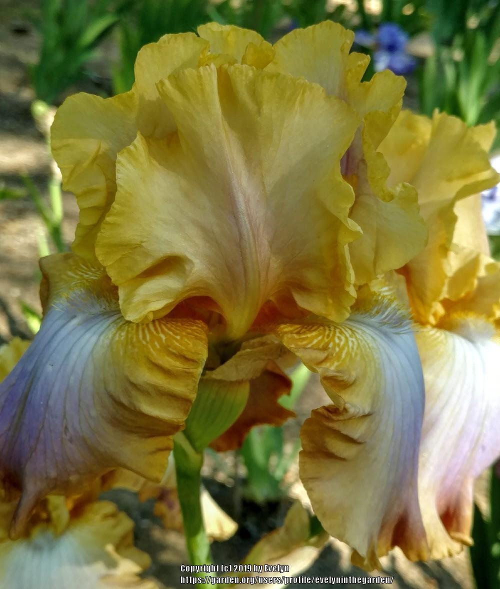 Photo of Tall Bearded Iris (Iris 'Hope Is Everything') uploaded by evelyninthegarden