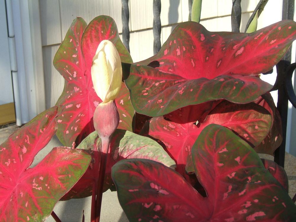Photo of Fancy-leaf Caladium (Caladium 'Red Flash') uploaded by pirl