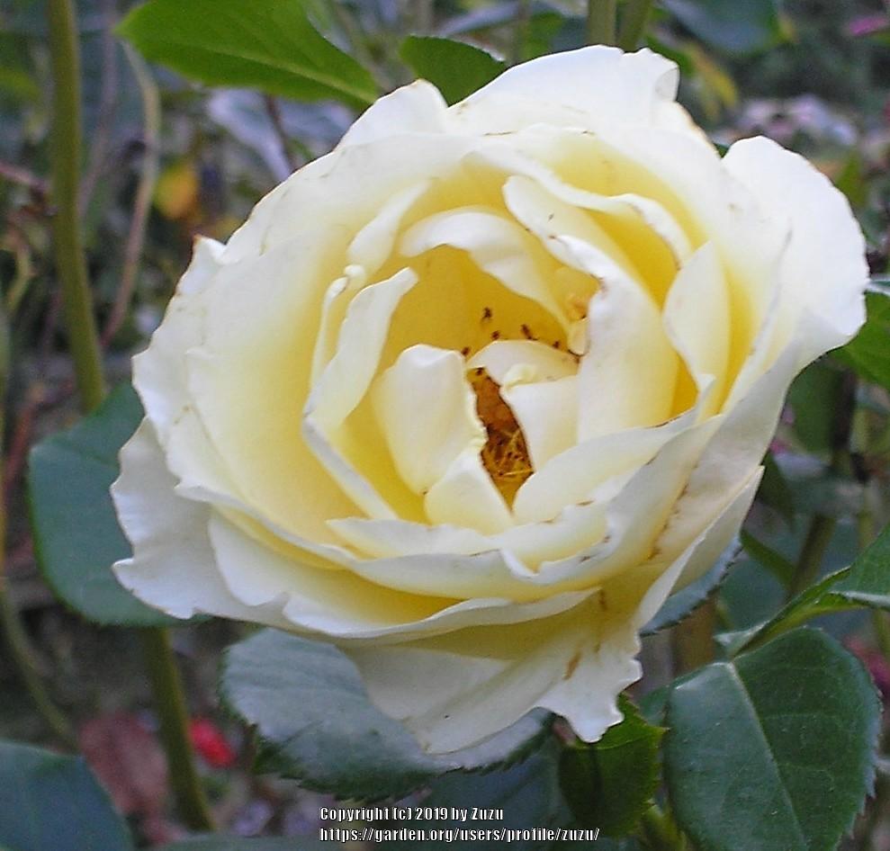 Photo of Rose (Rosa 'Anna Zinkeisen') uploaded by zuzu