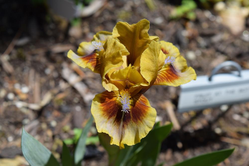 Photo of Standard Dwarf Bearded Iris (Iris 'Eye of Newt') uploaded by Dachsylady86