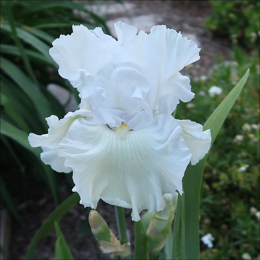 Photo of Tall Bearded Iris (Iris 'Emma's Laughter') uploaded by Polymerous