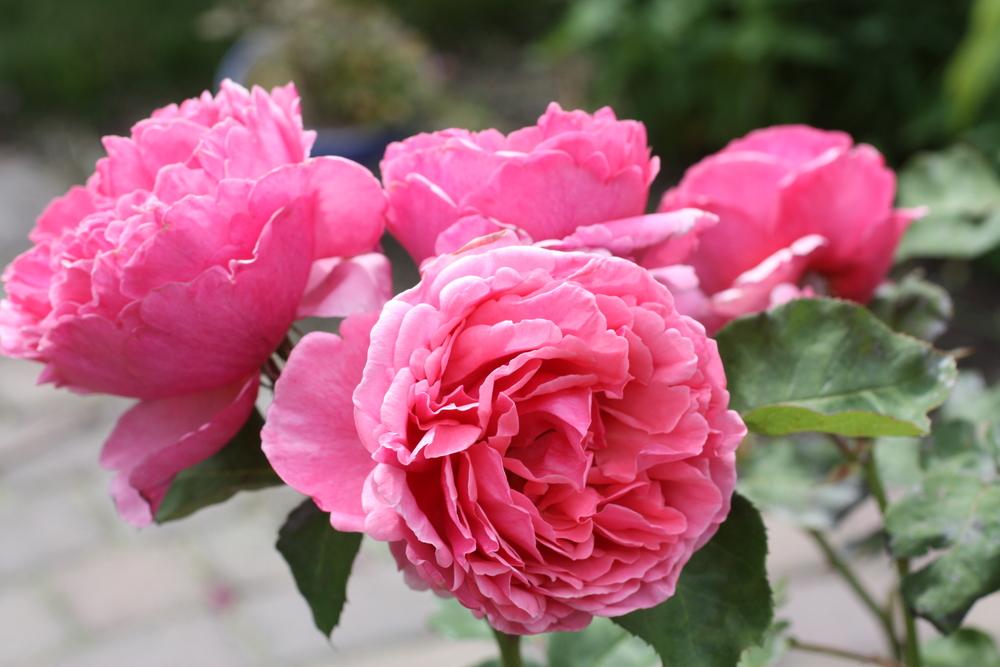 Photo of Rose (Rosa 'Line Renaud') uploaded by Canadian_Rose
