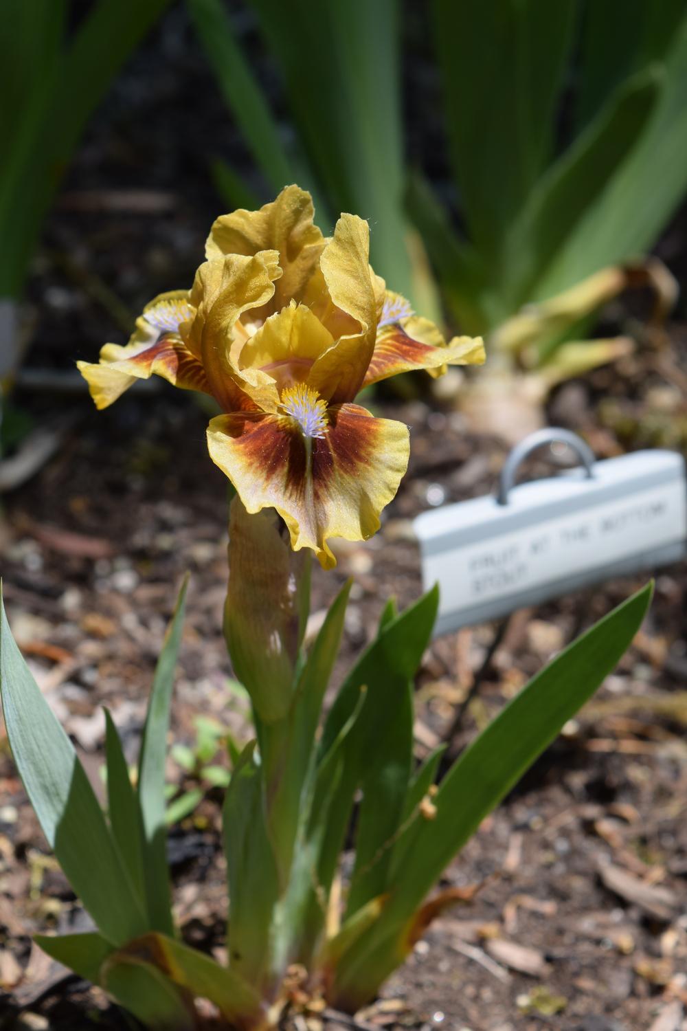 Photo of Standard Dwarf Bearded Iris (Iris 'Eye of Newt') uploaded by Dachsylady86