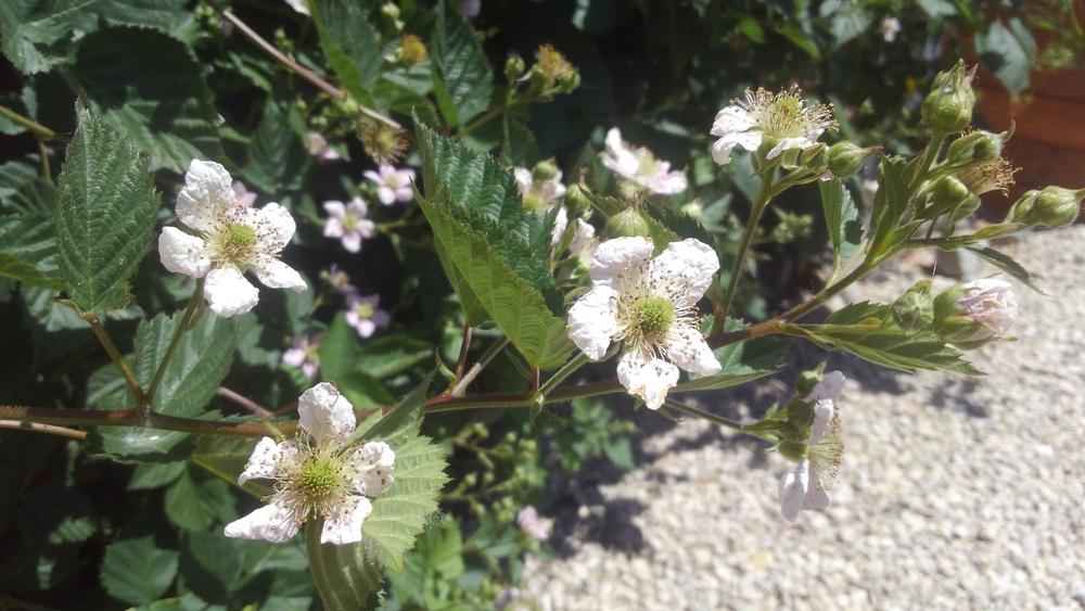 Photo of Thornless Blackberry (Rubus 'Navaho') uploaded by JeffLoflinECV