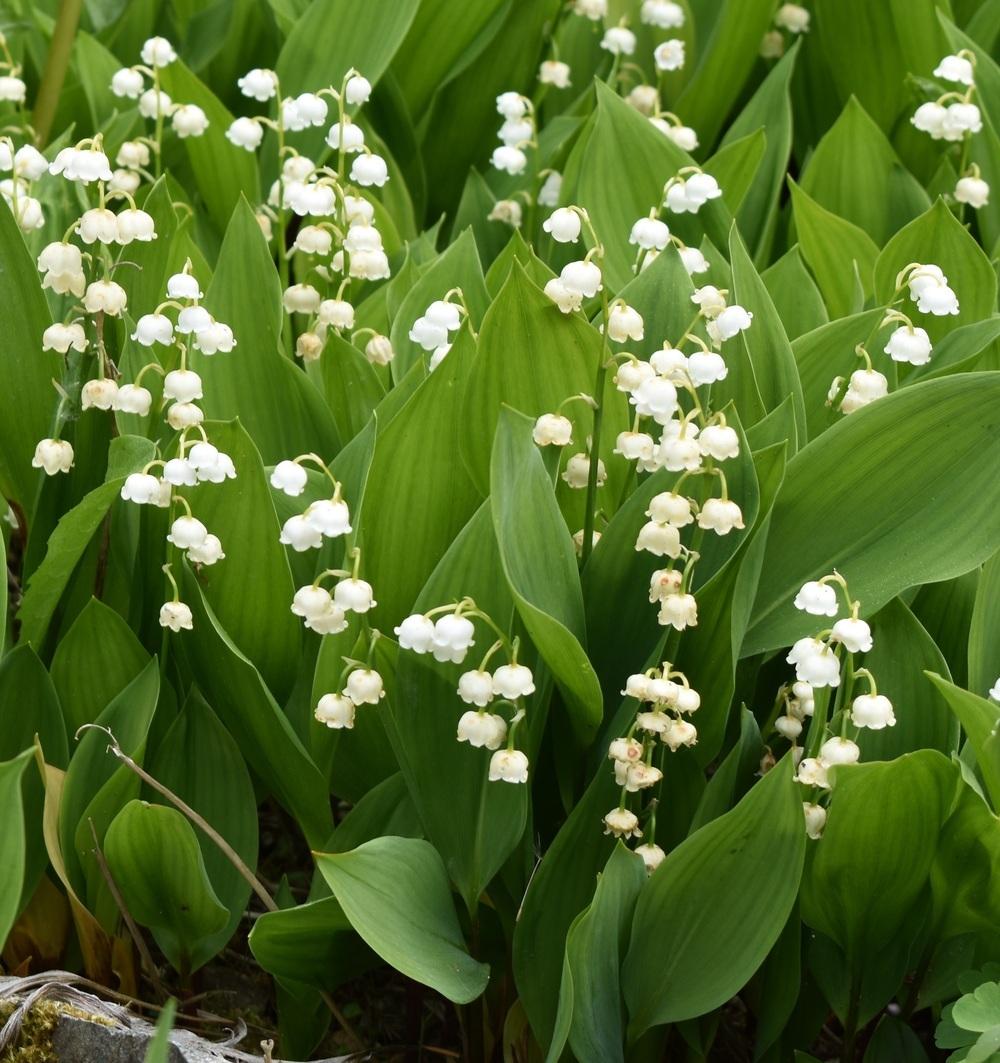 Photo of Lilies of the Valley (Convallaria) uploaded by SherriRaye