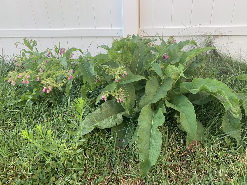 Photo of Comfrey (Symphytum officinale) uploaded by phlday