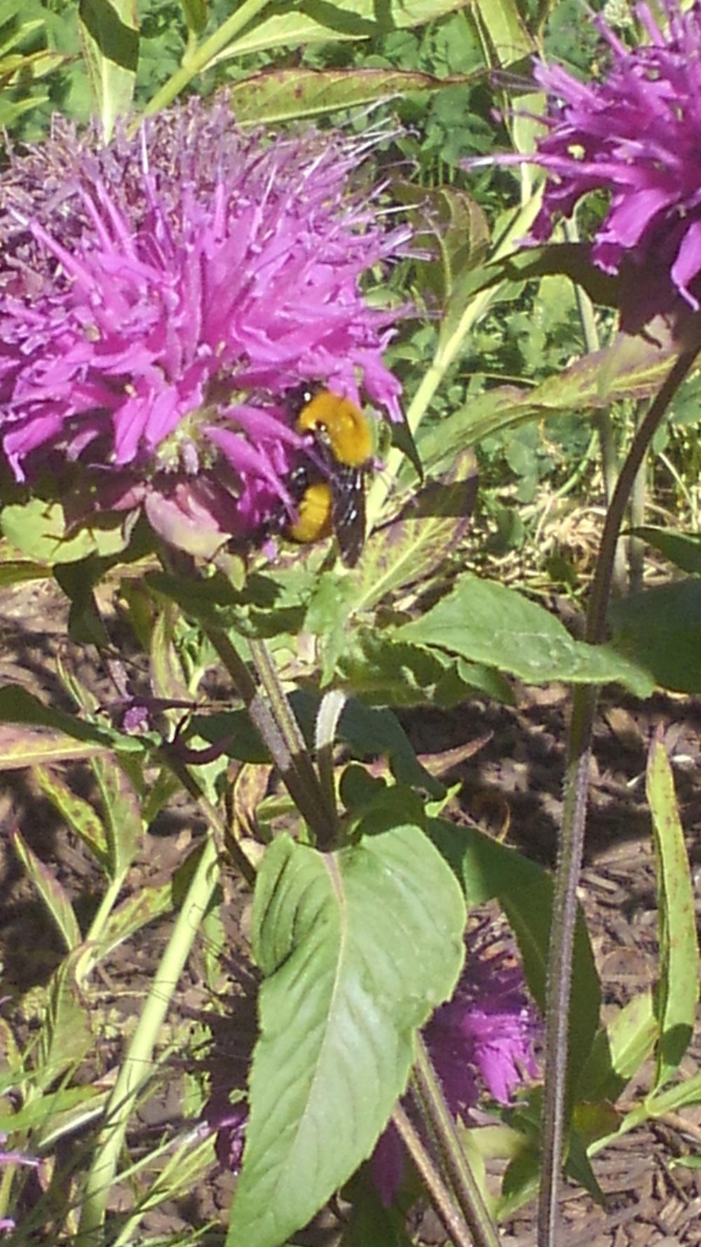 Photo of Bee Balm (Monarda 'Blaustrumpf') uploaded by JeffLoflinECV