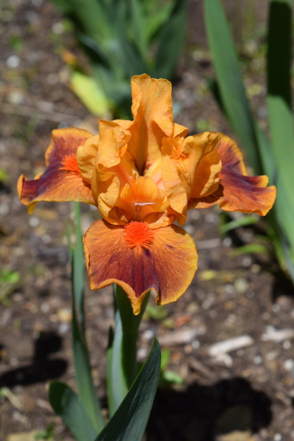 Photo of Standard Dwarf Bearded Iris (Iris 'Color Blind') uploaded by Dachsylady86