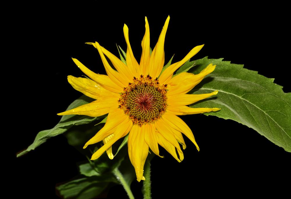 Photo of Sunflowers (Helianthus annuus) uploaded by dawiz1753