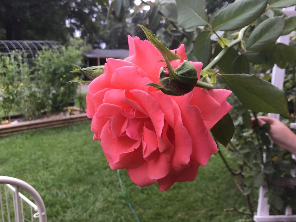 Photo of Rose (Rosa 'America') uploaded by gardenfish