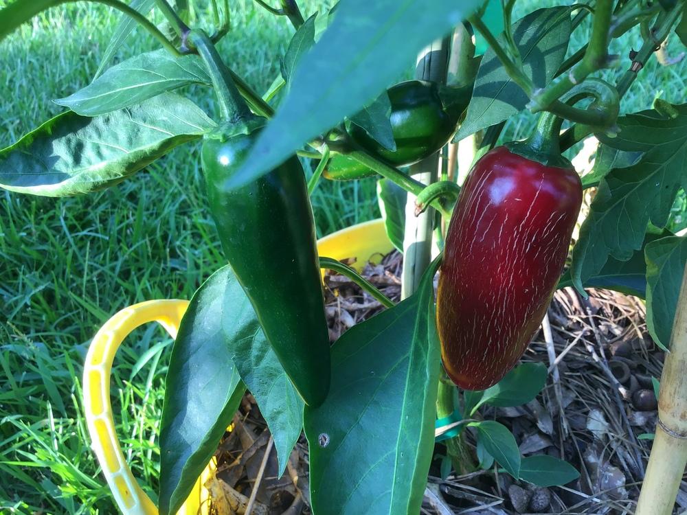 Photo of Jalapeno Pepper (Capsicum annuum 'Jalapeno') uploaded by gardenfish