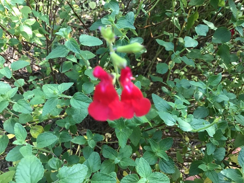 Photo of Blackcurrant Sage (Salvia microphylla 'Hot Lips') uploaded by gardenfish