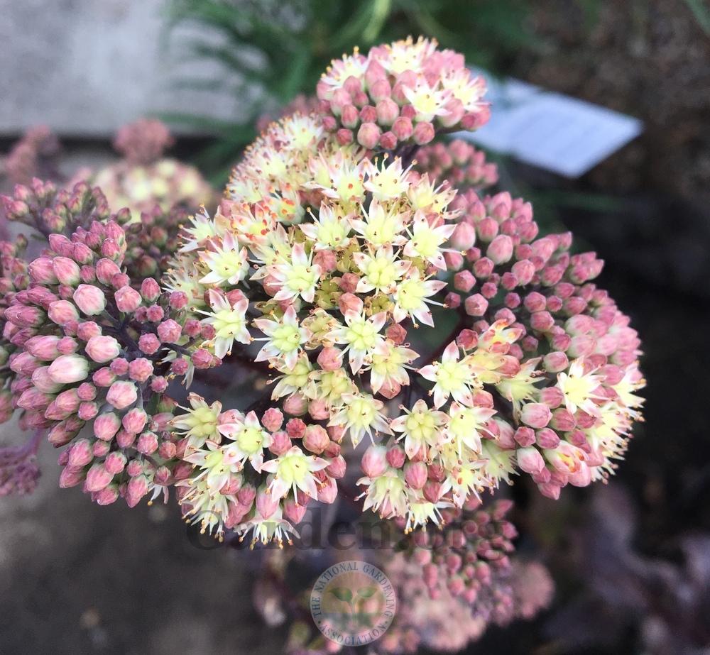 Photo of Stonecrop (Hylotelephium telephium subsp. telephium Touchdown™ Flame) uploaded by BlueOddish