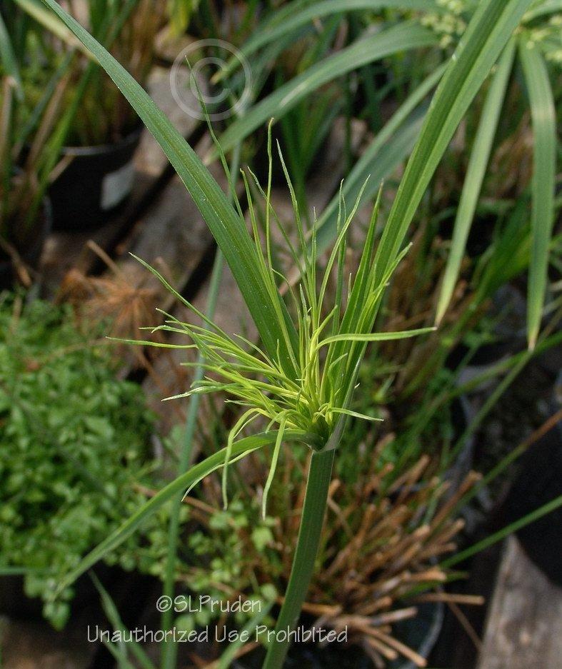 Photo of Papyrus (Cyperus papyrus Graceful Grasses® King Tut®) uploaded by DaylilySLP