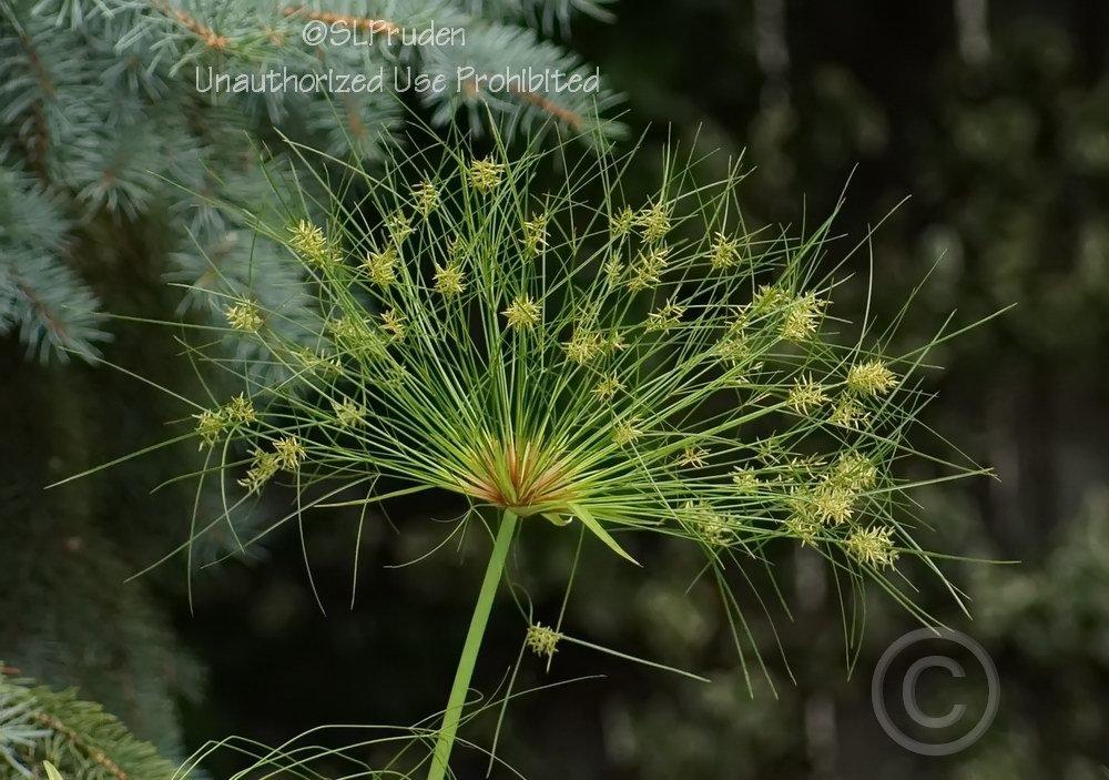 Photo of Papyrus (Cyperus papyrus Graceful Grasses® King Tut®) uploaded by DaylilySLP