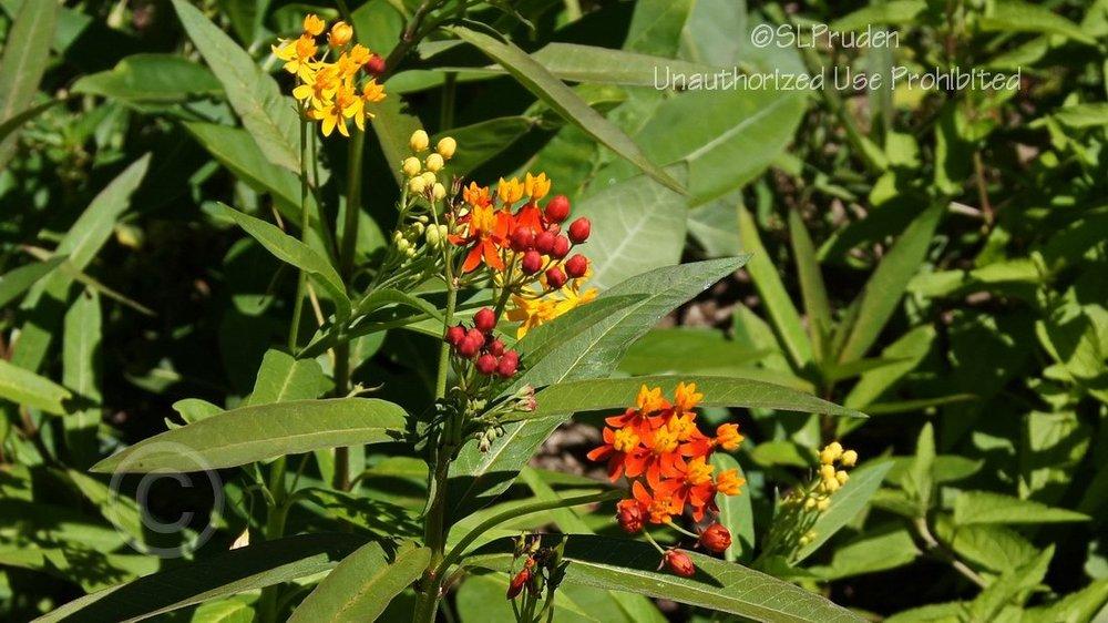 Photo of Tropical Milkweed (Asclepias curassavica) uploaded by DaylilySLP