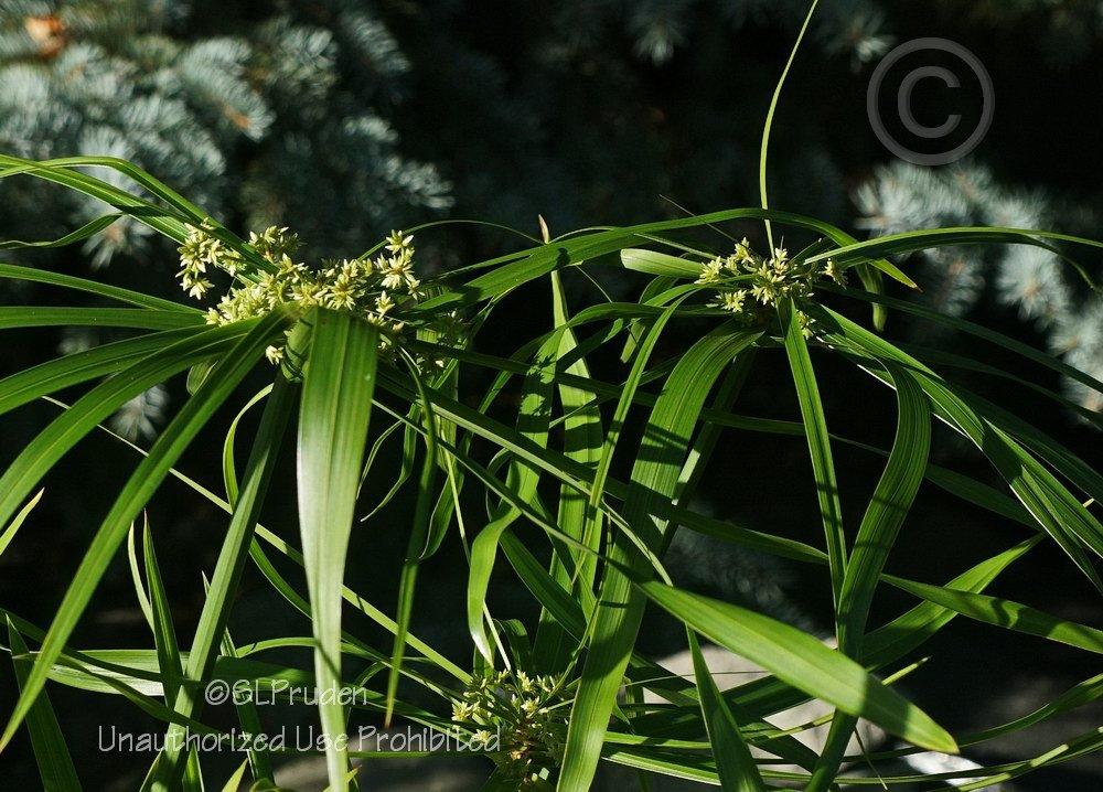 Photo of Umbrella Grass (Cyperus involucratus Graceful Grasses® Baby Tut®) uploaded by DaylilySLP