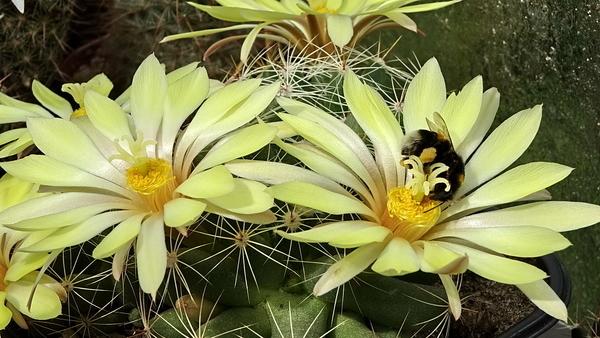 Photo of Pale Mammillaria (Mammillaria sphaerica) uploaded by Orsola