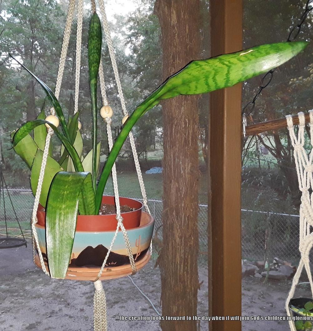 Photo of Snake Plant (Dracaena trifasciata) uploaded by codielane