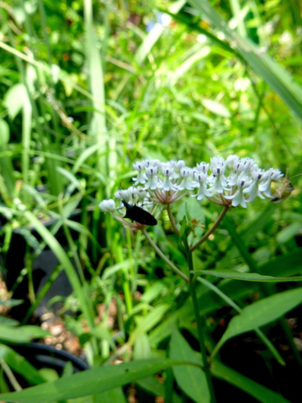 Photo of White Milkweed (Asclepias perennis) uploaded by scvirginia