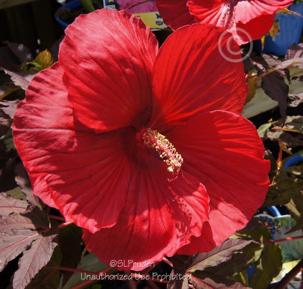 Photo of Hybrid Hardy Hibiscus (Hibiscus 'Midnight Marvel') uploaded by DaylilySLP