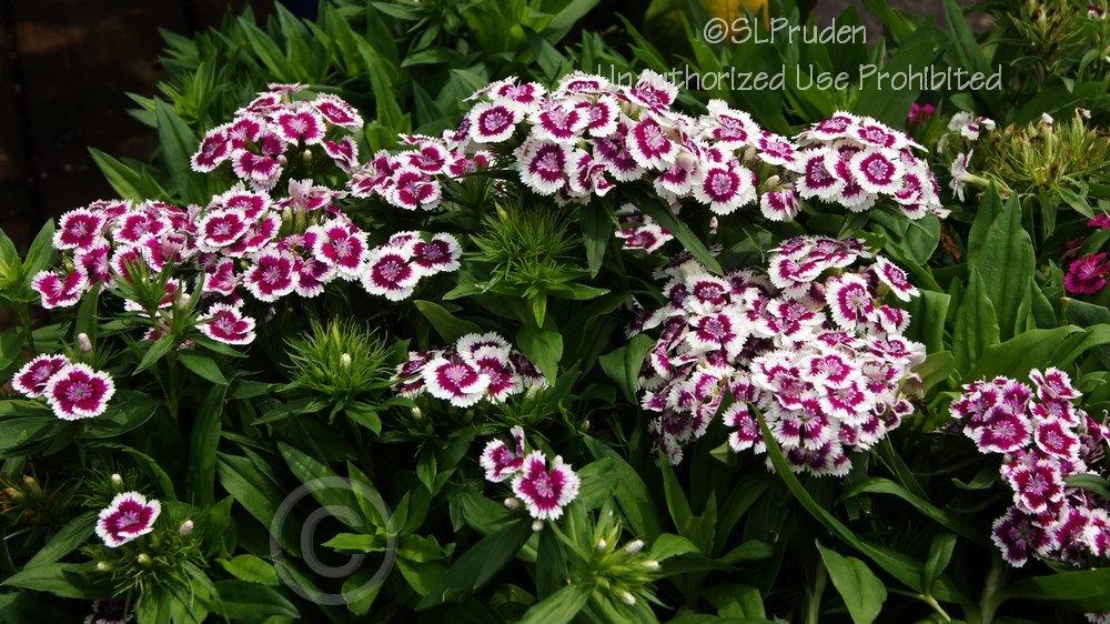 Photo of Dianthus (Dianthus barbatus Barbarini™ Purple Picotee) uploaded by DaylilySLP