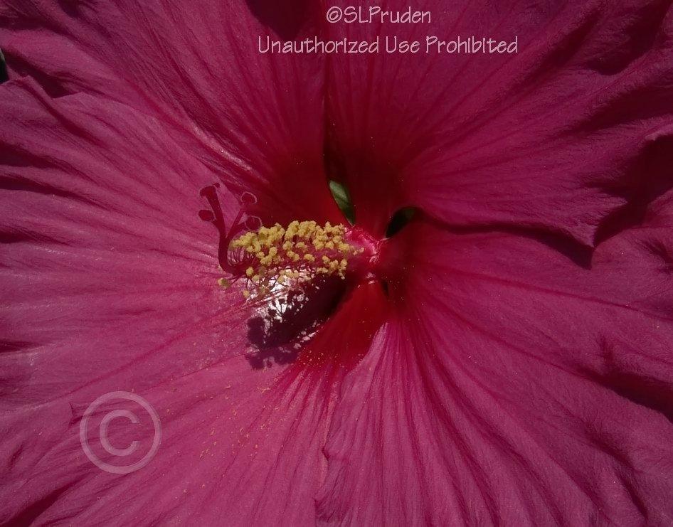 Photo of Hybrid Hardy Hibiscus (Hibiscus 'Jazzberry Jam') uploaded by DaylilySLP