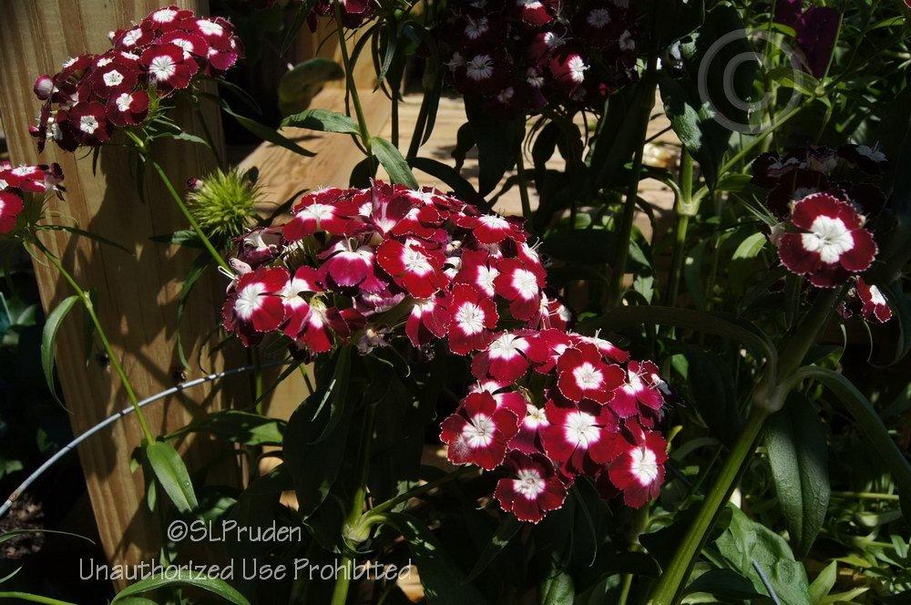 Photo of Sweet William (Dianthus barbatus) uploaded by DaylilySLP
