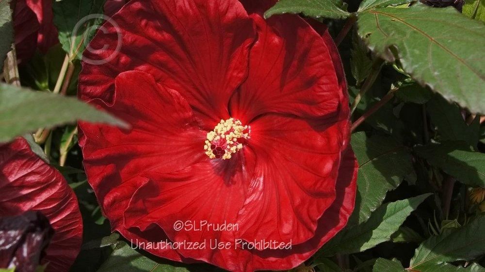 Photo of Hybrid Hardy Hibiscus (Hibiscus Summerific™ Cranberry Crush) uploaded by DaylilySLP