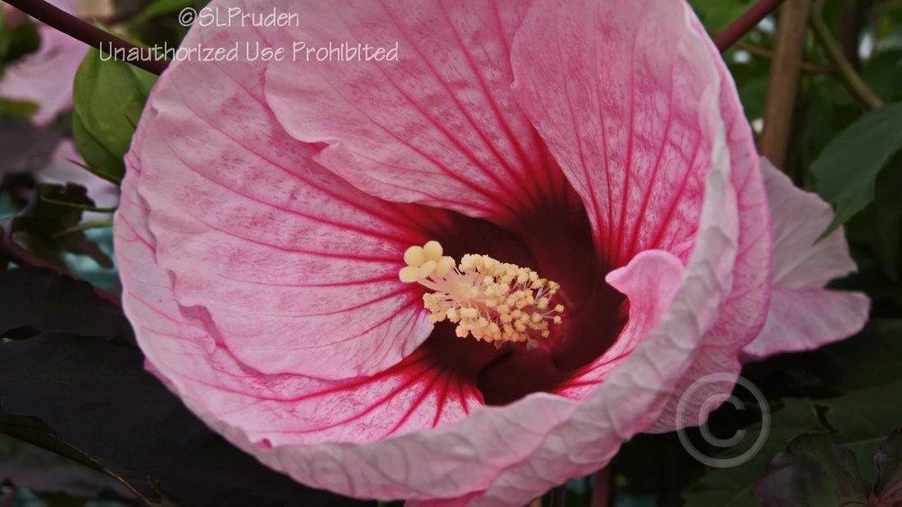 Photo of Hybrid Hardy Hibiscus (Hibiscus Summerific™ Summer Storm) uploaded by DaylilySLP
