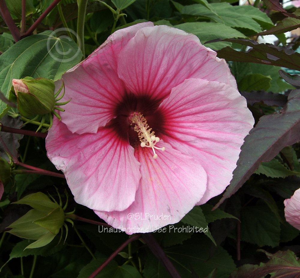 Photo of Hybrid Hardy Hibiscus (Hibiscus Summerific™ Summer Storm) uploaded by DaylilySLP