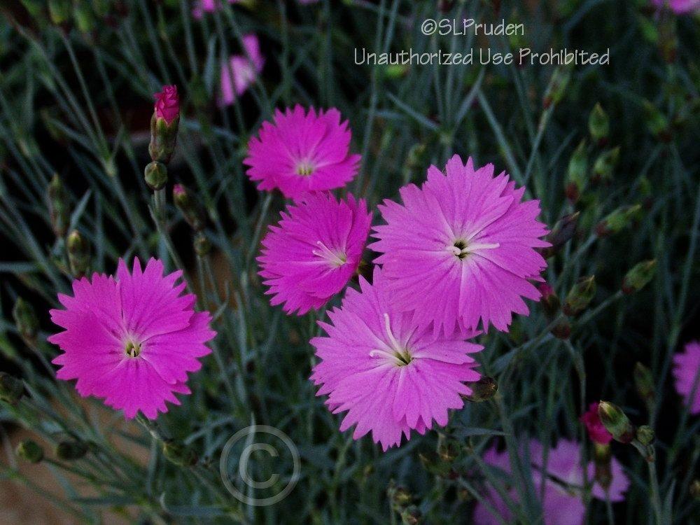 Photo of Cheddar Pink (Dianthus gratianopolitanus 'Feuerhexe') uploaded by DaylilySLP