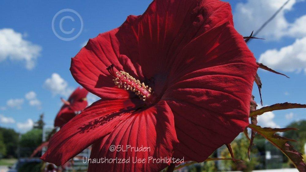 Photo of Hybrid Hardy Hibiscus (Hibiscus 'Fireball') uploaded by DaylilySLP
